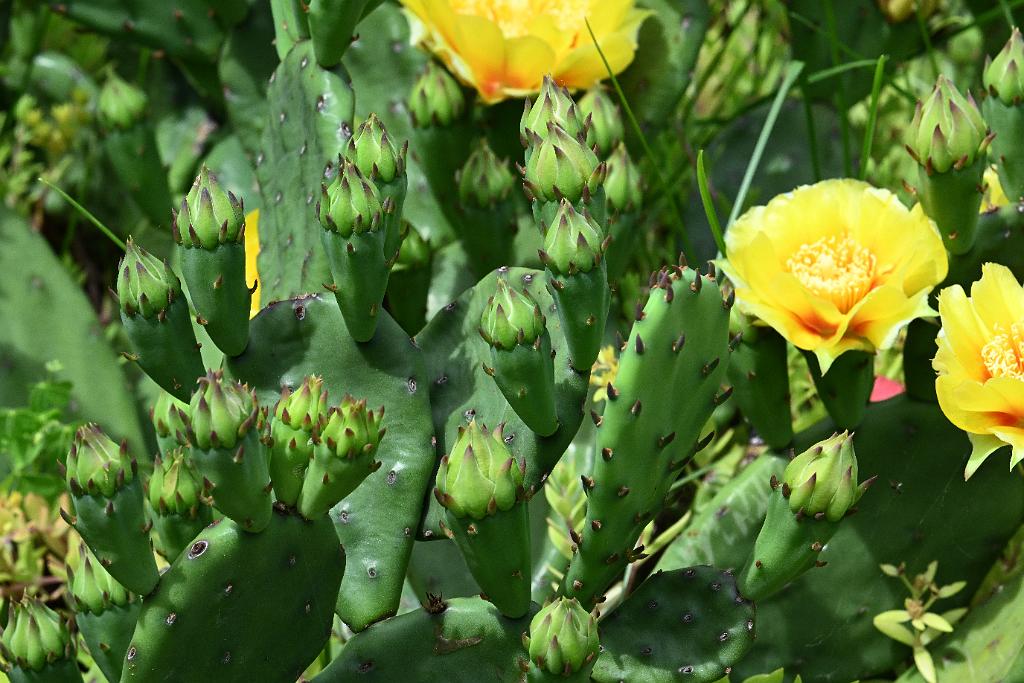 2025-06279165 Broad Meadow Brook, MA.JPG - Eastern Prickly Pear Cactus (Opuntia humifusa). Broad Meadow Brook Wildlife Sanctuary, MA, 6-27-2025